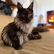 Aslan a rejoint le concours — aidez-le/la à gagner de superbes lots ! cat, fluffy, amber_eyes, couch, indoor, living_room, furniture, pet, animal, relaxed, long_hair, whiskers, ears, portrait, domestic_cat, fur, cute, mammal, feline, resting