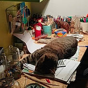 Timousse a rejoint le concours — aidez-le/la à gagner de superbes lots ! cat, sleeping, desk, workspace, craft_supplies, stationery, pens, pencils, calculator, papers, notebook, jars, shelf, indoors, home, cluttered, gray_fur, relaxed, plush_toy, creative_space