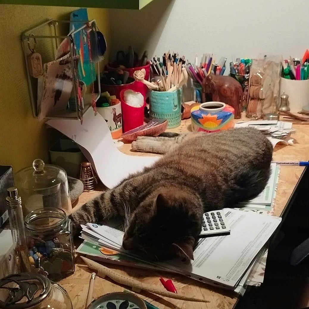 Timousse a rejoint le concours — aidez-le/la à gagner de superbes lots ! cat, sleeping, desk, workspace, craft_supplies, stationery, pens, pencils, calculator, papers, notebook, jars, shelf, indoors, home, cluttered, gray_fur, relaxed, plush_toy, creative_space