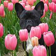 Blondi a rejoint le concours — aidez-le/la à gagner de superbes lots ! dog, french_bulldog, black_dog, flower_field, pink_tulips, tulips, outdoor, nature, plants, green_leaves, pet, animal, spring, garden, flora, cute, portrait, close_up, garden_bed, summer