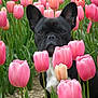 dog, french_bulldog, black_dog, flower_field, pink_tulips, tulips, outdoor, nature, plants, green_leaves, pet, animal, spring, garden, flora, cute, portrait, close_up, garden_bed, summer