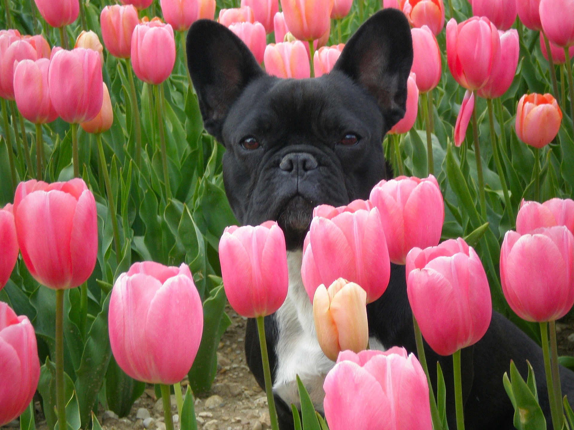 Blondi a rejoint le concours — aidez-le/la à gagner de superbes lots ! dog, french_bulldog, black_dog, flower_field, pink_tulips, tulips, outdoor, nature, plants, green_leaves, pet, animal, spring, garden, flora, cute, portrait, close_up, garden_bed, summer