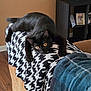 black_cat, blanket, cat, couch, cozy, curious, domestic_animal, feline, furniture, houndstooth, indoor, living_room, pattern, paws, pet, playful, portrait, stretched, wood_floor, yellow_eyes