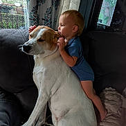 Bear is registered to the contest to win money with this photo: toddler, dog, child, hug, couch, indoor, curtain, window, pet, affection, family, comfort, furniture, love, home, white_dog, blue_clothing, resting, cute, bond