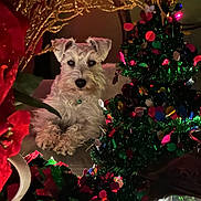 Miss Charlotte is registered to the contest to win money with this photo: dog, white_dog, pet, christmas, holiday, decorations, gold_decor, mini_christmas_tree, confetti, festive, indoor, cozy, lights, celebration, animal, fur, cute, relaxed, background, ornaments