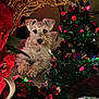 dog, white_dog, pet, christmas, holiday, decorations, gold_decor, mini_christmas_tree, confetti, festive, indoor, cozy, lights, celebration, animal, fur, cute, relaxed, background, ornaments