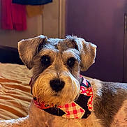 Chance is registered to the contest to win money with this photo: dog, pet, indoor, bed, bandana, fur, cute, animal, portrait, relaxed, closeup, mammal, beard, ears, face, domestic_animal, canine, resting, furniture, warm_lighting