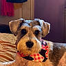dog, pet, indoor, bed, bandana, fur, cute, animal, portrait, relaxed, closeup, mammal, beard, ears, face, domestic_animal, canine, resting, furniture, warm_lighting