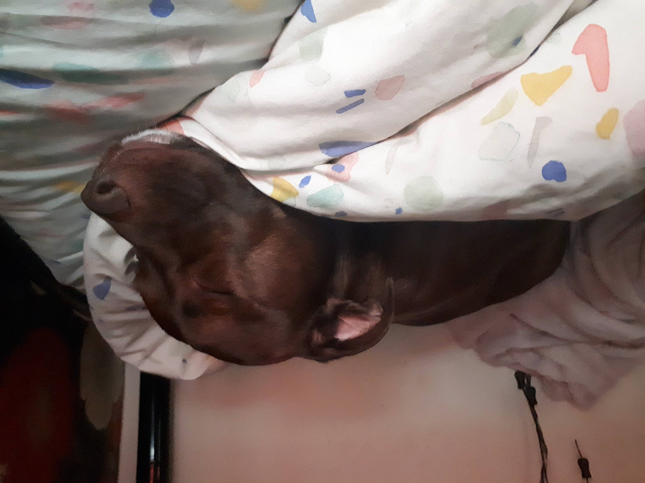 Caesar is registered to the contest to win money with this photo: canidae, carnivore, comfort, companion_dog, dog, dog_breed, fawn, linens, liver, nap, sporting_group, working_animal