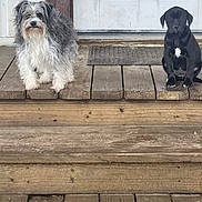 Rhea joined the competition — help win amazing prizes! dog, pets, outdoor, wooden_porch, door, fluffy_dog, black_dog, white_fur, gray_fur, sitting, curious, animal, canine, home, steps, front_door, companions, quiet, daytime, nature