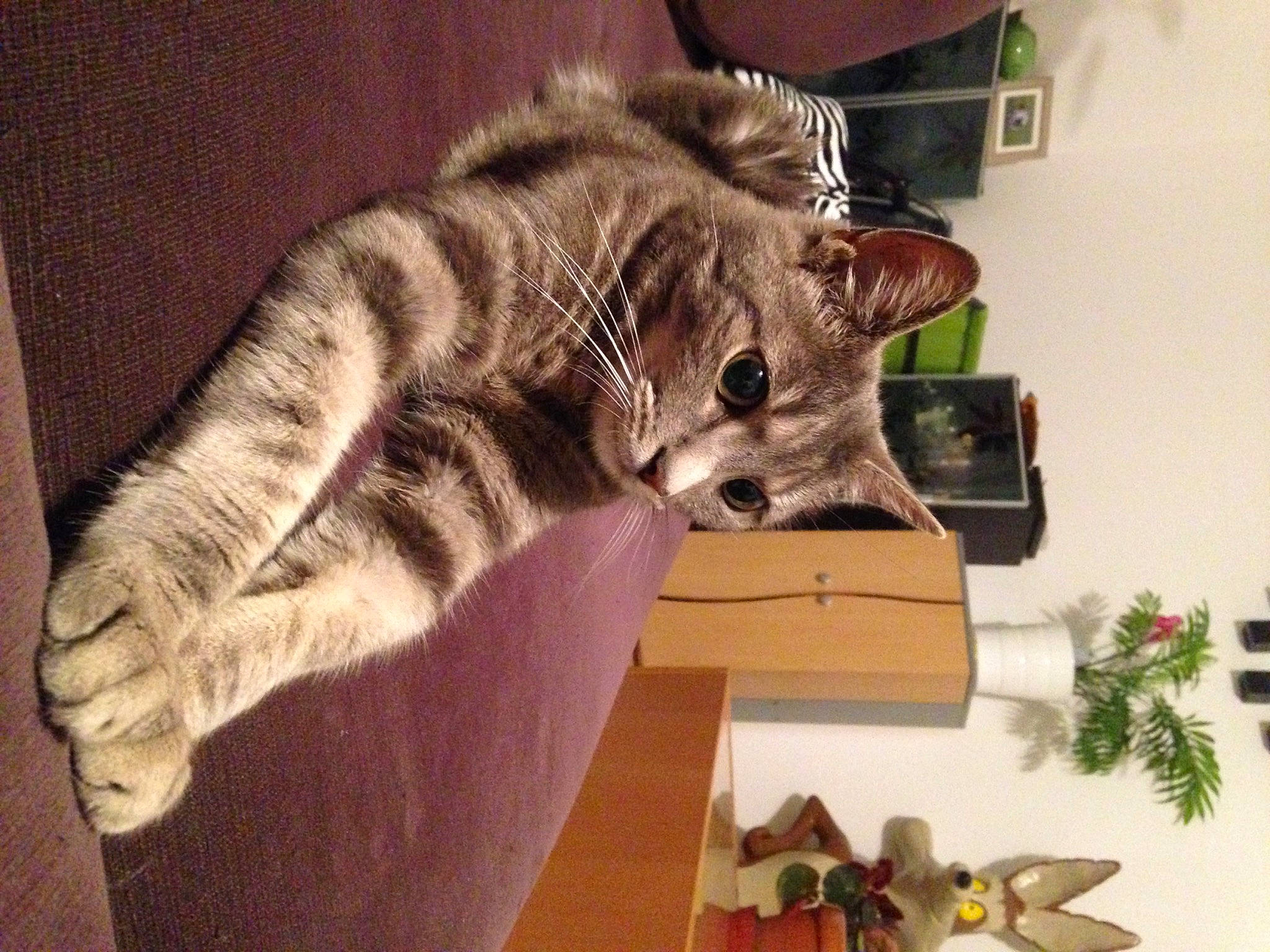 Chatouille a rejoint le concours — aidez-le/la à gagner de superbes lots ! american_shorthair, asian, australian_mist, carnivore, cat, domestic_short_haired_cat, dragon_li, ear, european_shorthair, felidae, fur, kitten, ocicat, pixie_bob, small_to_medium_sized_cats, sokoke, tabby_cat, tail, toyger, whiskers