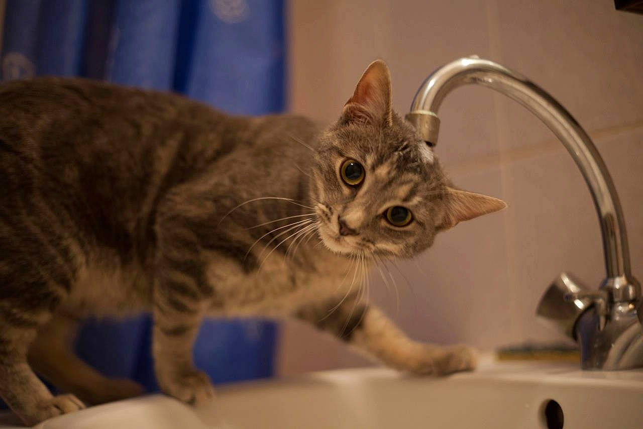 Chatouille a rejoint le concours — aidez-le/la à gagner de superbes lots ! american_bobtail, american_shorthair, asian, australian_mist, carnivore, cat, claw, domestic_short_haired_cat, dragon_li, european_shorthair, fawn, felidae, fur, kitten, mammal, ocicat, small_to_medium_sized_cats, tabby_cat, vertebrate, whiskers