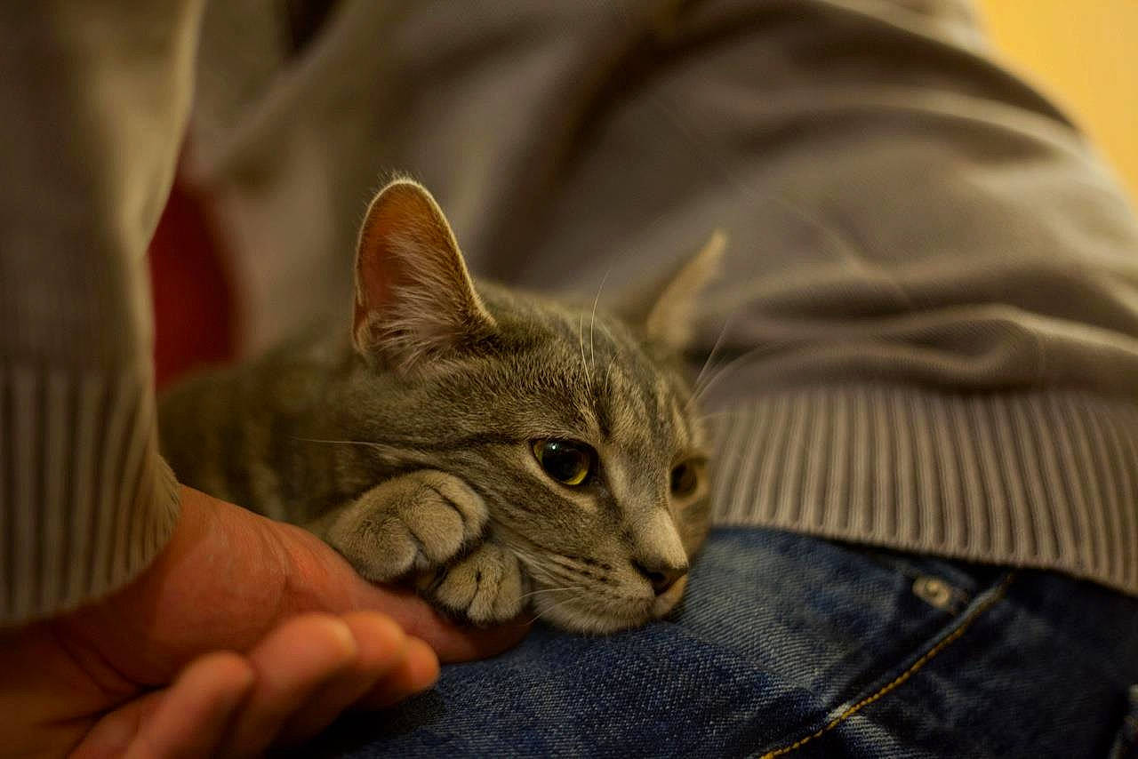 Chatouille participe au concours pour gagner de l'argent avec cette photo : american_shorthair, asian, australian_mist, carnivore, cat, domestic_short_haired_cat, ear, european_shorthair, fawn, felidae, fur, gesture, hand, kitten, mammal, pixie_bob, small_to_medium_sized_cats, snout, tabby_cat, whiskers