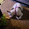 Diamond is registered to the contest to win money with this photo: dog, white_dog, sleeping, curled_up, pet, harness, pink_harness, carpet, living_room, couch, chew_toy, pet_supplies, indoor, resting, relaxed, cute, animal, domestic_animal, floor, cozy