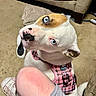 Diamond is registered to the contest to win money with this photo: dog, puppy, white_dog, tan_markings, blue_eyes, pink_nose, upside_down, funny_expression, plaid_harness, pet, indoor, living_room, carpet, couch, blanket, close_up, portrait, playful, sitting, animal