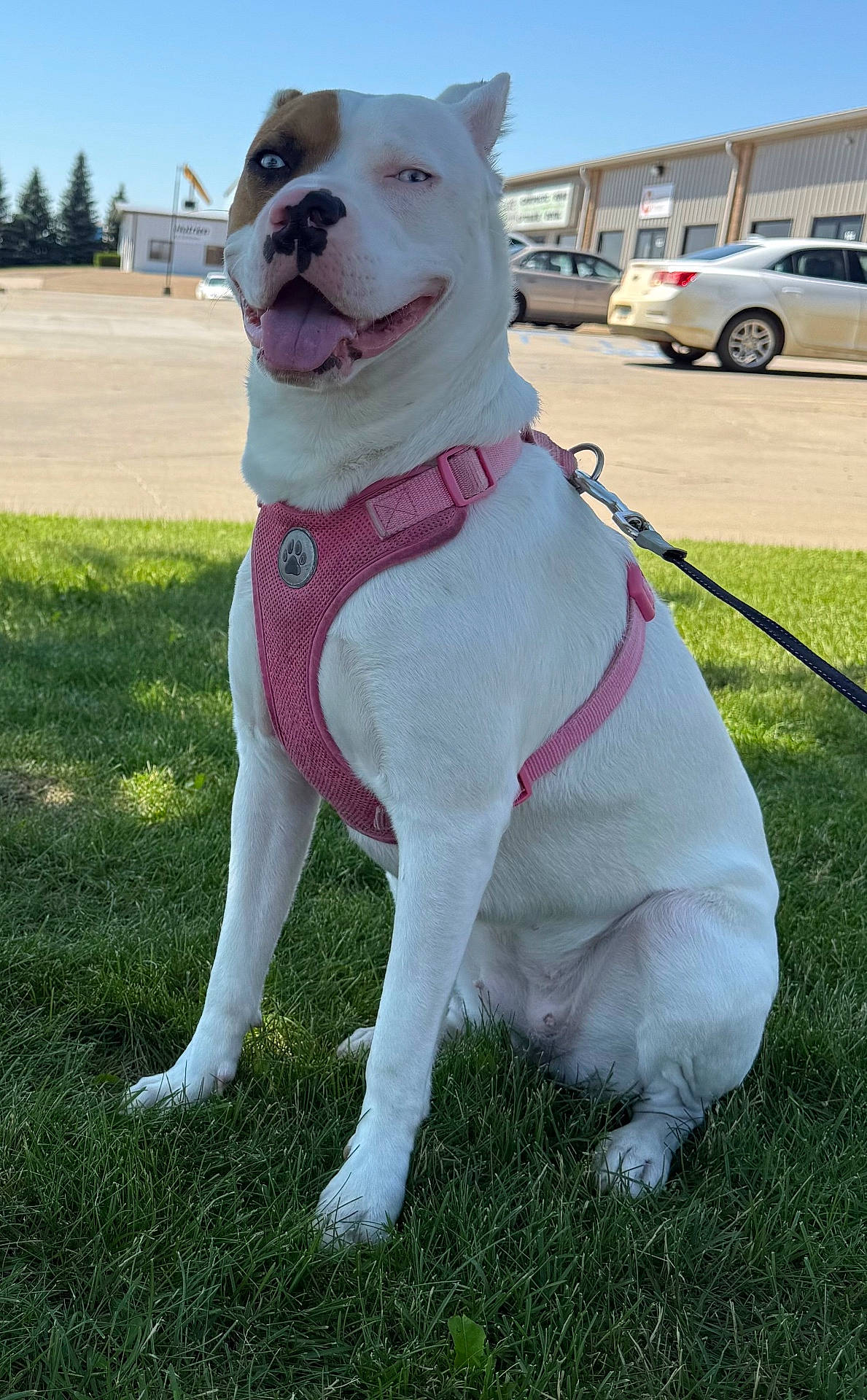 Diamond is registered to the contest to win money with this photo: animal_face, blue_sky, building, canine, dog, grass, happy, lawn, leash, open_mouth, outdoor, parked_cars, pet, pink_harness, pit_bull, portrait, sitting, sunlight, tongue_out, white_dog