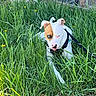 dog, canine, white_dog, brown_patches, heterochromia, blue_eye, brown_eye, harness, leash, tall_grass, wildflowers, outdoors, garden, backyard, rustic_wall, brick, vegetation, alert, sitting, portrait