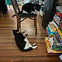 cat, tuxedo_cat, two_cats, chair, hardwood_floor, living_room, indoor, pet, lounging, perched, sprawled, board_games, stack_of_games, aquarium, furniture, black_and_white, floor, playful, curious, household