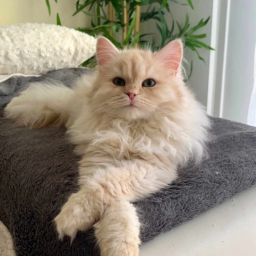 Uilly a rejoint le concours — aidez-le/la à gagner de superbes lots ! blanket, cat, close_up, comfortable, couch, cozy, cream_colored, domestic_animal, feline, fluffy, greenery, home, indoor, lounging, natural_light, pet, plant, relaxed, resting, soft_fur
