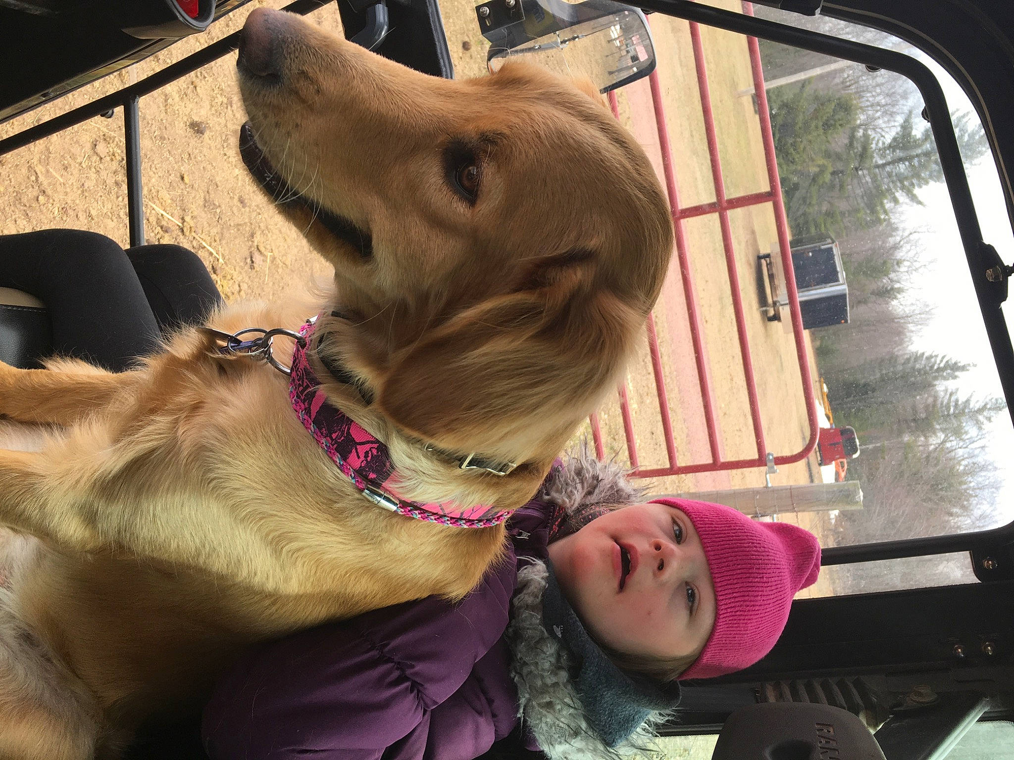 Remi is registered to the contest to win money with this photo: automotive_lighting, carnivore, collar, companion_dog, dog, dog_breed, dog_collar, eyewear, fawn, fun, fur, leash, liver, pet_supply, smile, snout, sporting_group, vehicle, vehicle_door, working_animal