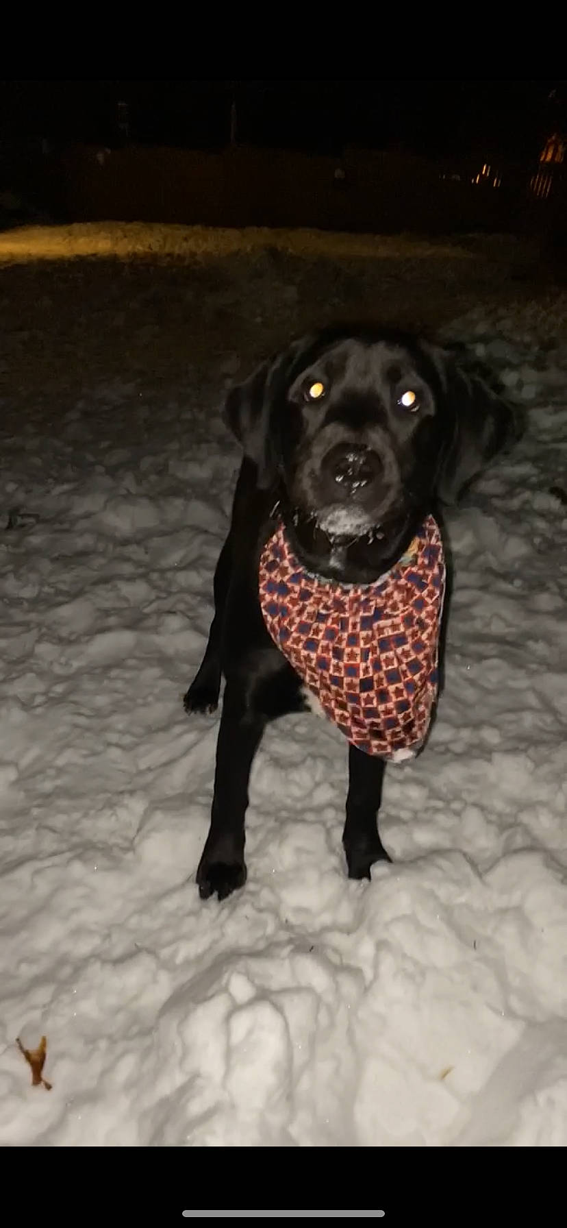 Molly is registered to the contest to win money with this photo: borador, canidae, carnivore, collar, companion_dog, dog, dog_breed, dog_collar, dog_supply, fur, liver, pet_supply, snout, snow, sporting_group, tail, terrestrial_animal, whiskers, winter, working_animal