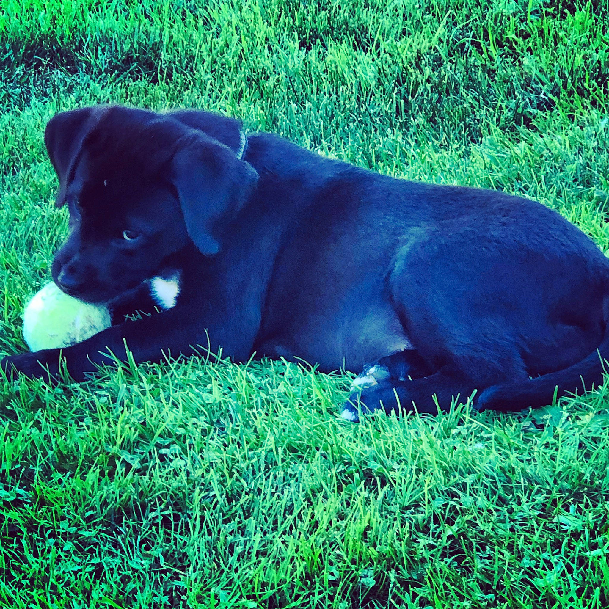 Molly is registered to the contest to win money with this photo: borador, canidae, carnivore, companion_dog, dog, dog_breed, dog_collar, electric_blue, grass, gun_dog, hunting_dog, plant, snout, sporting_group, tail, terrestrial_animal, tints_and_shades, working_animal