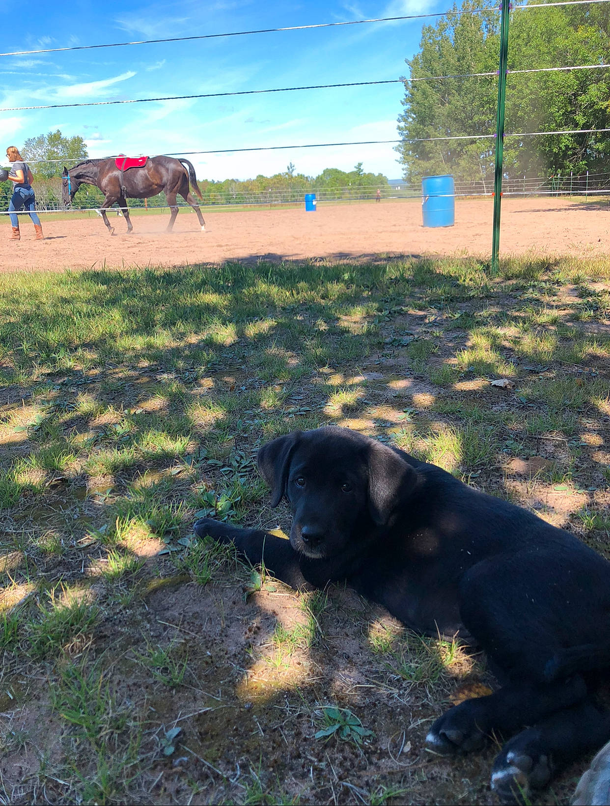 Molly is registered to the contest to win money with this photo: asphalt, carnivore, cloud, dog, dog_breed, ecoregion, grass, grassland, landscape, mammal, plant, road_surface, sky, soil, terrestrial_animal, tints_and_shades, tree, vertebrate, wildlife, working_animal