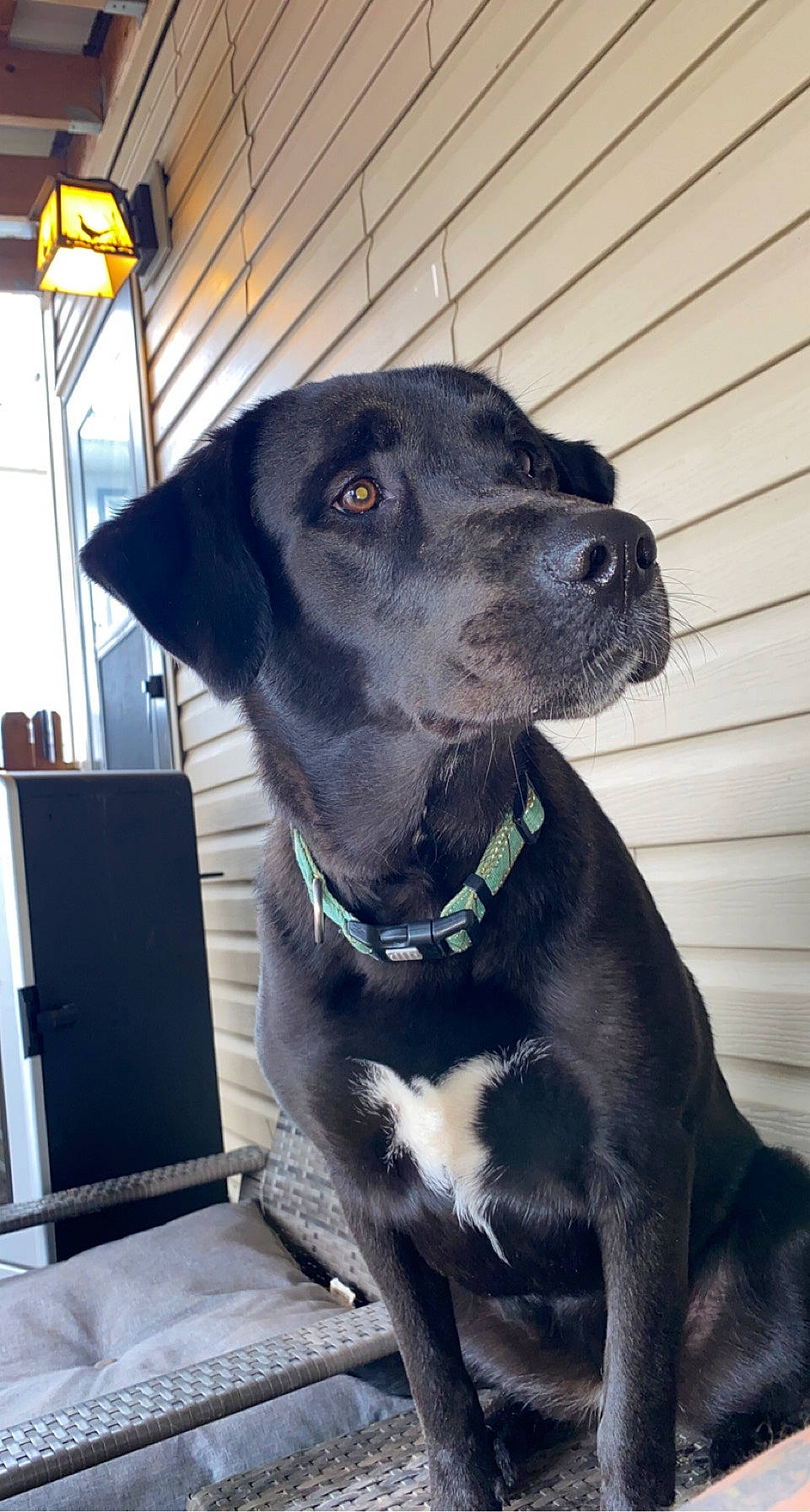 Molly joined the competition — help win amazing prizes! borador, carnivore, collar, companion_dog, dog, dog_breed, dog_collar, fur, gun_dog, hunting_dog, leash, liver, non_sporting_group, pet_supply, pointing_breed, retriever, sporting_group, whiskers, working_animal