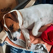 Vasco a rejoint le concours — aidez-le/la à gagner de superbes lots ! dog, sleeping, brown_and_white, towel, cushion, indoor, resting, paw, nose, ear, collar, fabric, wooden_furniture, paper_bag, red_cloth, pattern, close_up, pet, relaxing, cozy