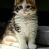 kitten, cat, calico, fluffy, cute, pet, animal, indoor, fur, whiskers, eyes, sitting, floor, sunlight, portrait, adorable, young, small, feline, curious