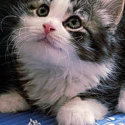 Dennis joined the competition — help win amazing prizes! kitten, cat, fluffy, pet, animal, cute, whiskers, pink_nose, blue_mat, indoor, fur, young, small, curious, close_up, paw, resting, adorable, domestic_cat, feline