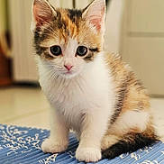 Peggy joined the competition — help win amazing prizes! kitten, cat, calico, indoor, pet, animal, cute, fur, whiskers, eyes, mammal, small, domestic, floor, mat, pattern, sitting, young, adorable, curious