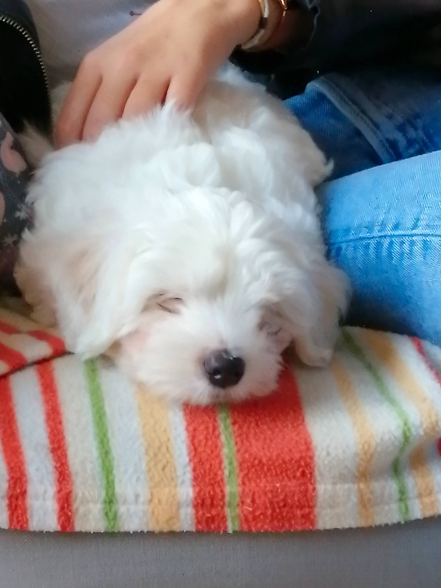 Cookie a rejoint le concours — aidez-le/la à gagner de superbes lots ! bichon, bichon_frise, bolognese, canidae, carnivore, companion_dog, coton_de_tulear, dog, dog_breed, head, kyi_leo, maltepoo, maltese, mammal, miniature_poodle, nose, puppy, skin, toy_poodle, vertebrate