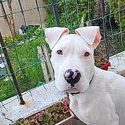 Miskine participe au concours pour gagner de l'argent avec cette photo : animal, canine, collar, concrete, curious, daylight, dog, ears, fence, garden, greenery, nature, nose_spots, outdoor, pet, planter, sitting, succulents, white_dog, young_dog