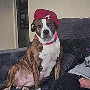 Hannah is registered to the contest to win money with this photo: animal, brindle, brown, canine, cap, collar, companion, couch, dog, domestic, furniture, home, indoor, pet, pink_collar, portrait, red_cap, relaxed, sitting, white