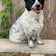 Cowboy is registered to the contest to win money with this photo: dog, black_and_white, speckled_fur, sitting, bench, stone_bench, outdoor, fence, wooden_fence, vines, greenery, happy, tongue_out, pet, animal, canine, smiling, fur, nature, portrait