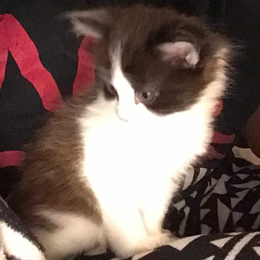 Coco