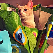 Simba joined the competition — help win amazing prizes! cat, pet, animal, shopping_bag, green, colorful, curious, indoor, container, ears, whiskers, feline, looking, alert, household, table, plastic, fabric, closeup, cute