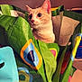 cat, pet, animal, shopping_bag, green, colorful, curious, indoor, container, ears, whiskers, feline, looking, alert, household, table, plastic, fabric, closeup, cute