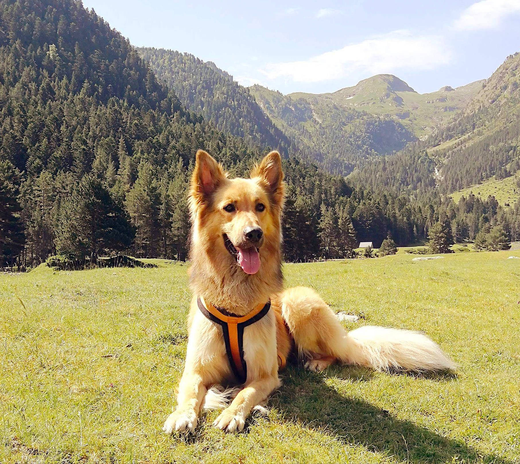 Ike participe au concours pour gagner de l'argent avec cette photo : adventure, canidae, carnivore, companion_dog, dog, dog_breed, dog_hiking, fawn, icelandic_sheepdog, mammal, mountain, shiba_inu, sporting_group, vertebrate, working_dog