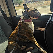 Gala joined the competition — help win amazing prizes! animal, backseat, brindle, car, clouds, collar, daytime, dog, interior, leash, looking_out, nature, pet, road, seatbelt, sky, sunlight, travel, tree, window