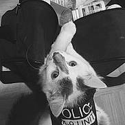 Cloudy is registered to the contest to win money with this photo: cat, feline, pet, animal, white_cat, black_and_white, portrait, upside_down, curious, eyes, ears, whiskers, fur, shirt, clothing, carrier, bag, medicine, bottles, indoor