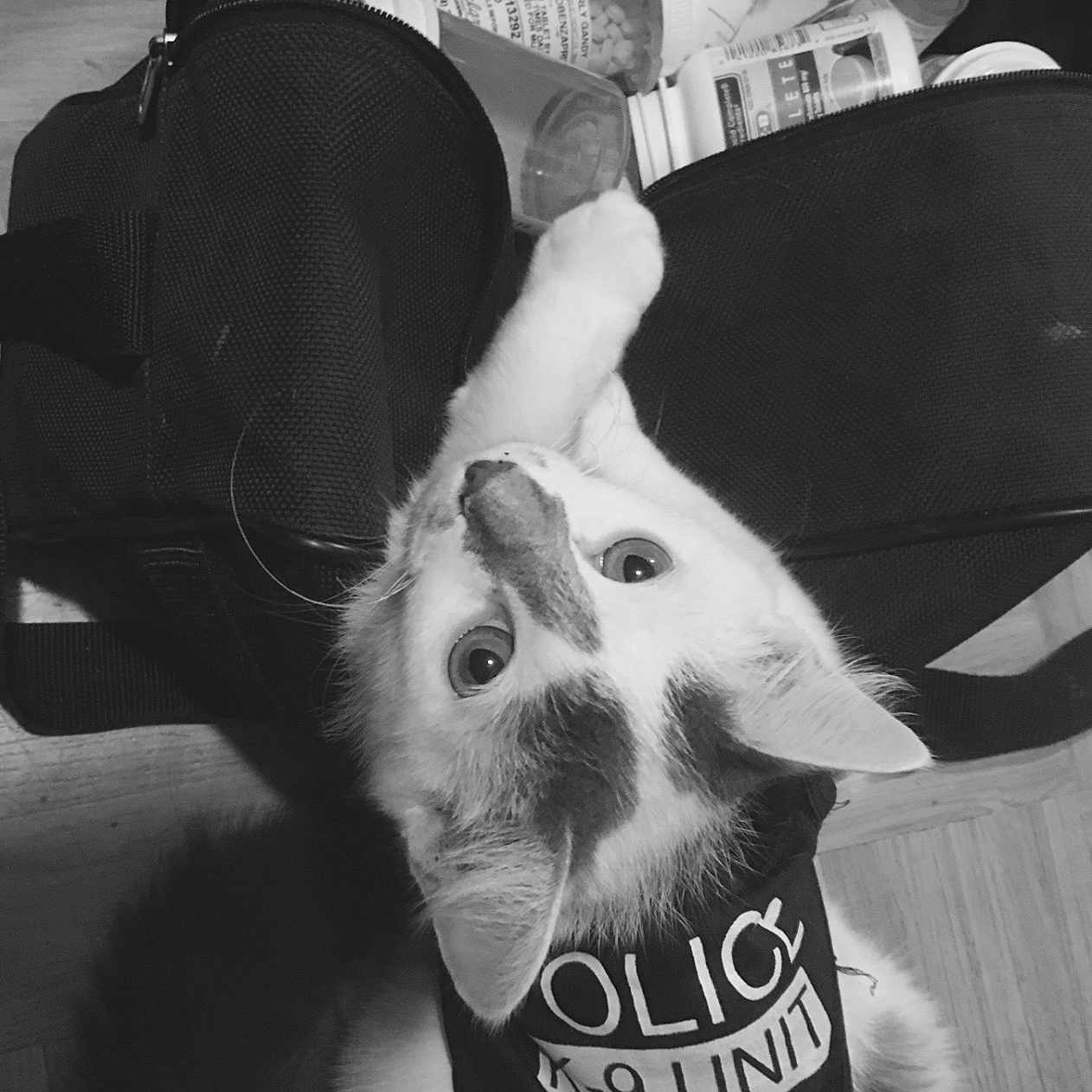 Cloudy is registered to the contest to win money with this photo: cat, feline, pet, animal, white_cat, black_and_white, portrait, upside_down, curious, eyes, ears, whiskers, fur, shirt, clothing, carrier, bag, medicine, bottles, indoor
