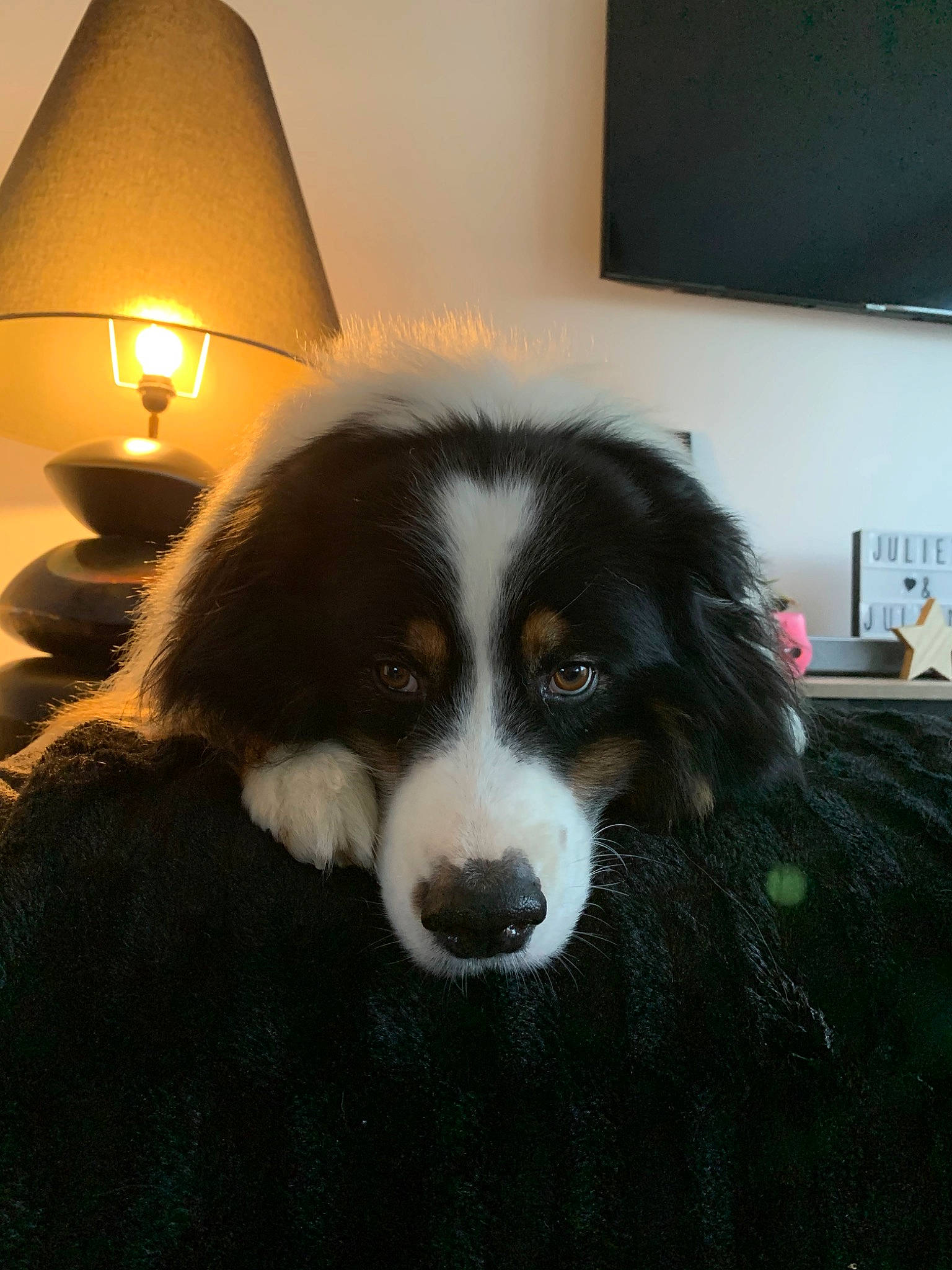 Jack a rejoint le concours — aidez-le/la à gagner de superbes lots ! australian_shepherd, bernese_mountain_dog, canidae, carnivore, companion_dog, dog, dog_breed, english_shepherd, mammal, snout, vertebrate, working_dog