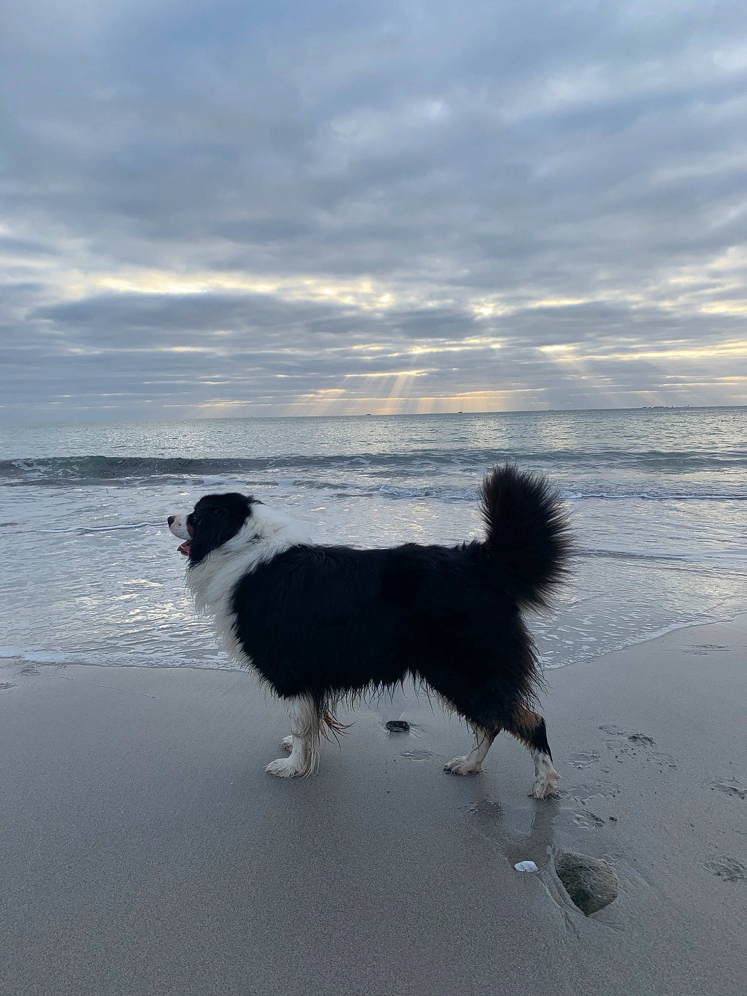 Jack a rejoint le concours — aidez-le/la à gagner de superbes lots ! beach, border_collie, canidae, carnivore, dog, dog_breed, english_shepherd, herding_dog, mammal, ocean, sea, sporting_group, stabyhoun, working_dog