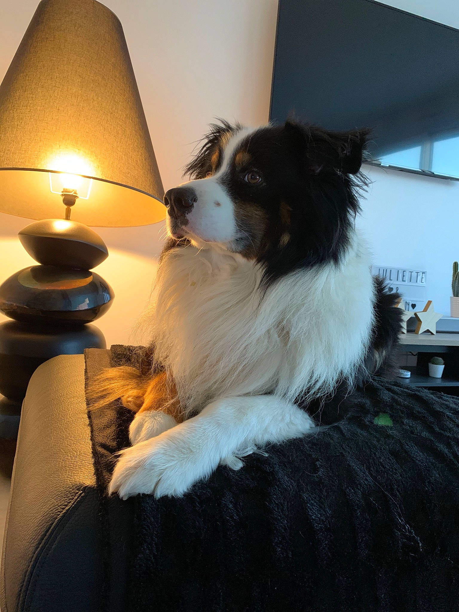 Jack a rejoint le concours — aidez-le/la à gagner de superbes lots ! australian_shepherd, border_collie, canidae, carnivore, companion_dog, dog, dog_breed, lighting, phalene, room, shetland_sheepdog, sporting_group