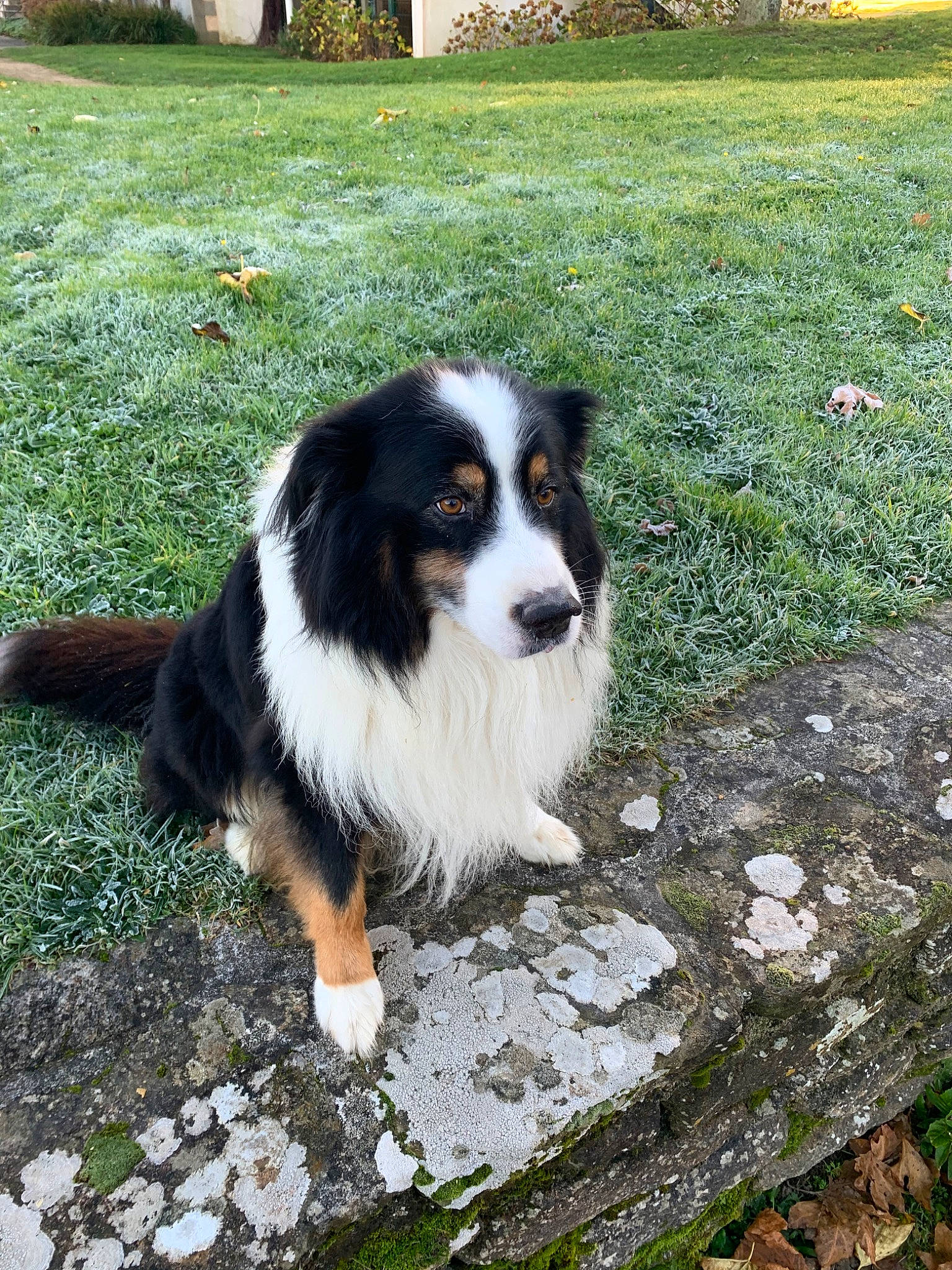 Jack participe au concours pour gagner de l'argent avec cette photo : australian_collie, australian_shepherd, bernese_mountain_dog, canidae, carnivore, companion_dog, dog, dog_breed, english_shepherd, herding_dog, mammal, miniature_australian_shepherd, rare_breed_dog, sporting_group, vertebrate, working_dog