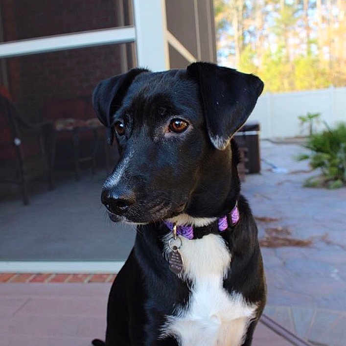 Oreo joined the competition — help win amazing prizes! borador, dog, dog_breed, dog_breed_group, dog_like_mammal, patterdale_terrier, snout, sporting_group