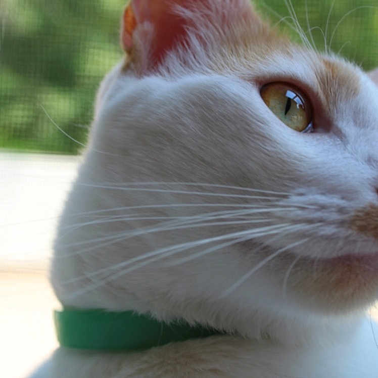 Yukio is registered to the contest to win money with this photo: aegean_cat, cat, cat_like_mammal, close_up, domestic_short_haired_cat, eye, fauna, khao_manee, small_to_medium_sized_cats, snout, turkish_van, whiskers