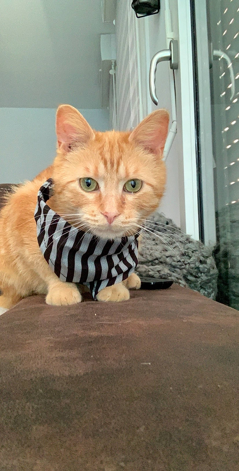 Potté participe au concours pour gagner de l'argent avec cette photo : aegean_cat, american_shorthair, american_wirehair, arabian_mau, asian, bengal, carnivore, cat, domestic_short_haired_cat, european_shorthair, fawn, felidae, german_rex, kitten, mammal, munchkin, small_to_medium_sized_cats, tabby_cat, vertebrate, whiskers